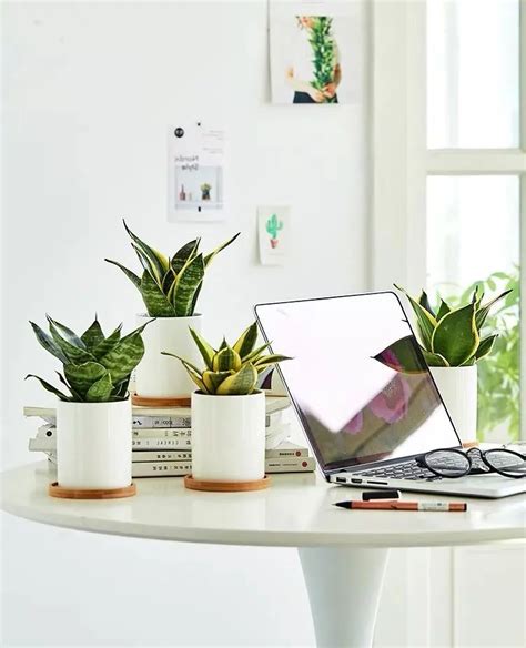 陽台佈置植物 适合放在办公桌的植物